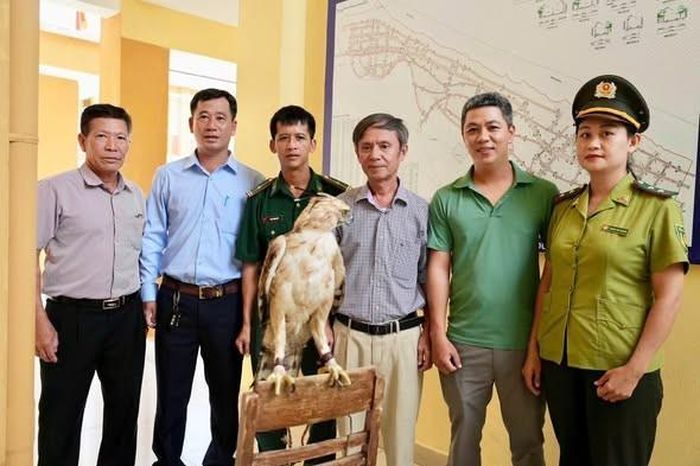 Cá thể Diều núi quý hiếm được người dân ở Huế tự nguyện giao nộp cho lực lượng chức năng.