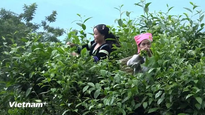 Hái chè ở Phình Hồ. (Nguồn: Vietnam+)
