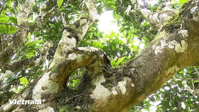 Một cây chè cổ thụ ở Phình Hồ. (Nguồn: Vietnam+)