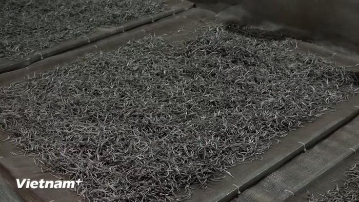 Trà Shan tuyết ở Phình Hồ được cấp chứng nhận sản phẩm OCOP 3 sao. (Nguồn: Vietnam+)