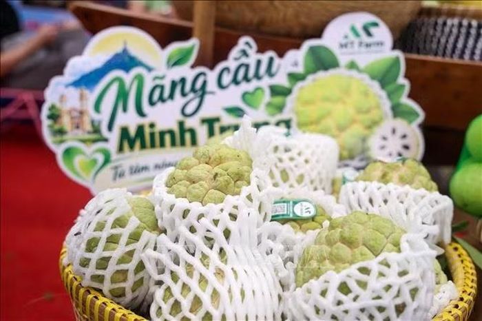 Trái mãng cầu được nâng tầm bằng quy trình canh tác theo tiêu chuẩn, từng bước trở thành thương hiệu đặc sản độc đáo của vùng ven chân núi Bà Đen, tỉnh Tây Ninh.