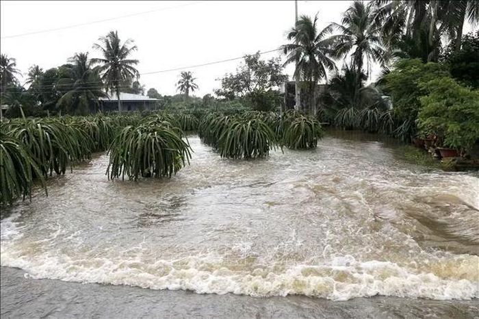 Nhiều vườn thanh long đang ra trái tại xã Tuyên Quang (Lâm Đồng) bị ngập trong nước, hư hỏng hoàn toàn.