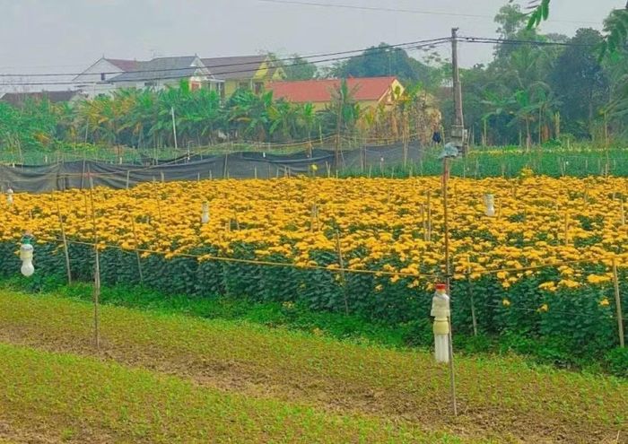 Nông nghiệp tại xã Phúc Thịnh hướng tới nâng cao giá trị.