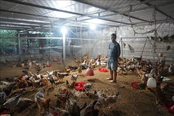 Anh Vi Hồng Trường bên đàn gà sáu ngón của gia đình.