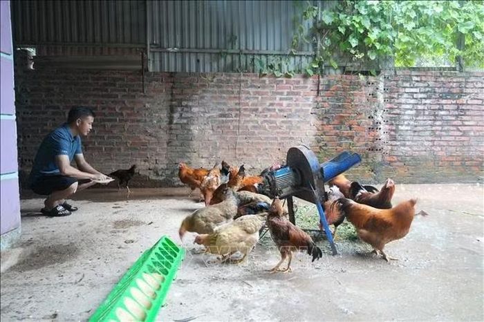 Anh Lý Văn Trang bên đàn gà sáu ngón của gia đình.