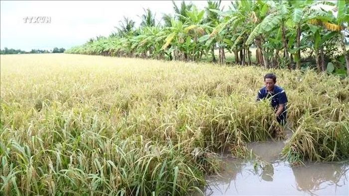 Tình hình mưa lớn đã gây ngập úng 4.284 ha lúa, trong đó có 119,9 ha đã bị thiệt hại. Ảnh: Huỳnh Anh/TTXVN