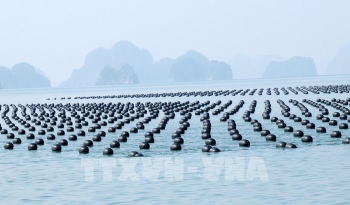 Quảng Ninh đang thu hút đầu tư vào nuôi biển công nghệ cao. Ảnh minh họa: Văn Đức – TTXVN