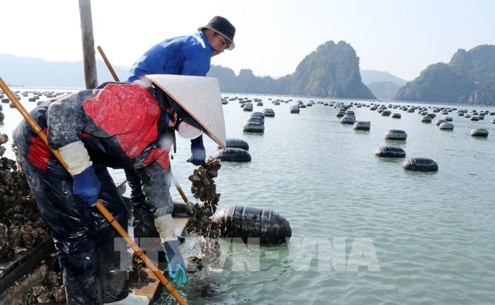 Thu hoạch hàu ở vùng biển đặc khu Vân Đồn. Ảnh: Văn Đức - TTXVN