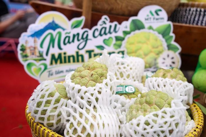 Trái mãng cầu được nâng tầm bằng quy trình canh tác theo tiêu chuẩn, từng bước trở thành thương hiệu đặc sản độc đáo của vùng ven chân núi Bà Đen, tỉnh Tây Ninh. Ảnh: Giang Phương - TTXVN