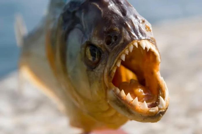 Oakley sưu tập cá piranha. Ảnh: Getty Images