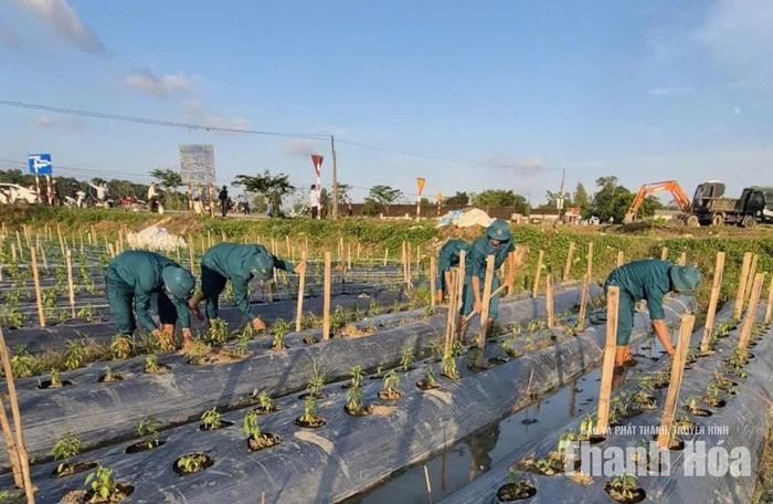 Lực lượng dân quân xuống đồng giúp nông dân chắm dặm lại cây trồng vụ Đông bị ảnh hưởng mưa lũ.