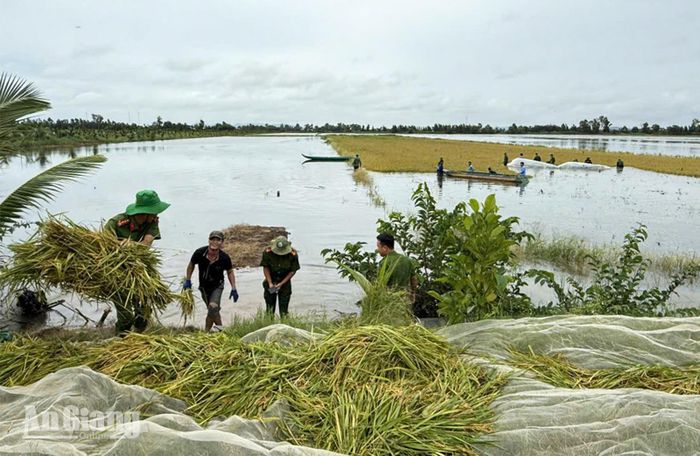 Cánh đồng lúa hè thu tại xã Giang Thành ngập trong biển nước.