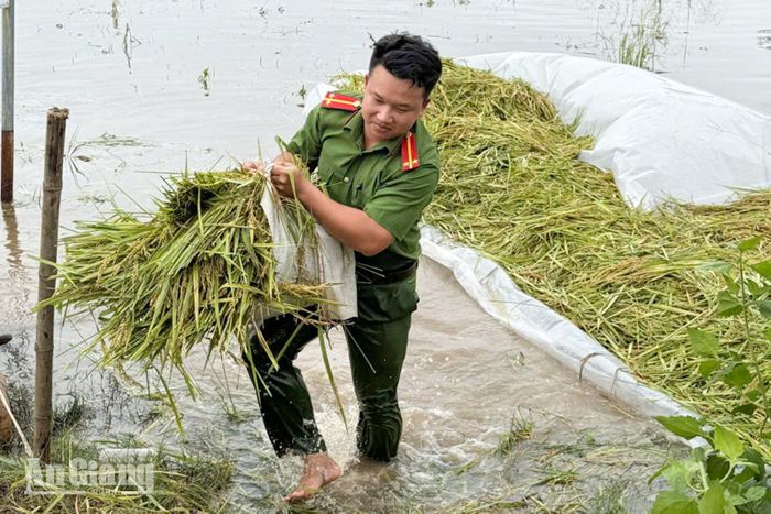 Chiến sĩ Công an xã Giang Thành hỗ trợ người dân thu hoạch, tập kết lúa.