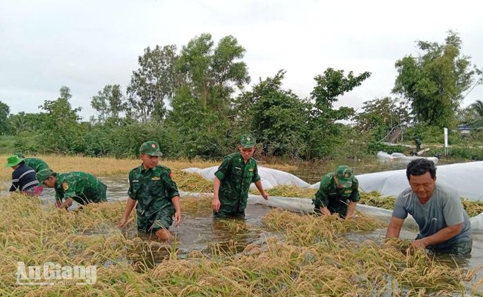 Cán bộ, chiến sĩ Đồn Biên phòng cửa khẩu Giang Thành thu hoạch lúa giúp người dân.