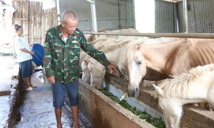  Vợ chồng ông Vi Văn Lý, thôn Vựa Trong, xã Biên Sơn chăm sóc đàn ngựa sinh sản. 