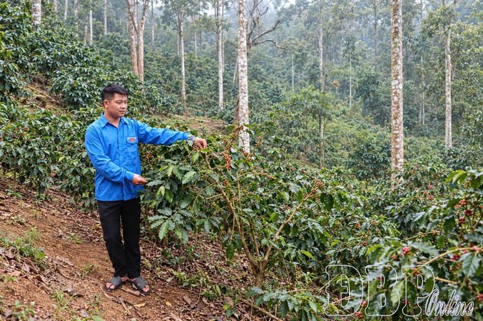 Mô hình trồng cà phê của gia đình anh Bạc Cầm Sáng phát triển tốt nhờ vốn tín dụng chính sách.