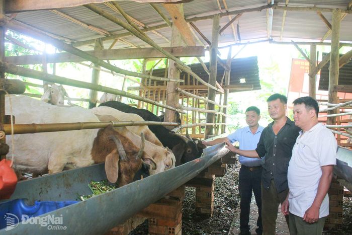 Nông dân ấp Lang Minh, xã Xuân Phú chia sẻ kinh nghiệm chăn nuôi dê.