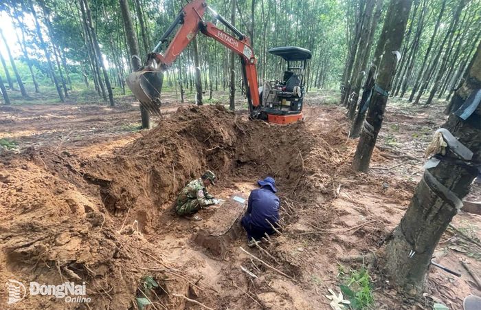 Vườn cao su thuộc khu vực Kratie là nơi Đội K72 tìm được 3 bộ hài cốt liệt sĩ ngày 25-9. Ảnh: ĐVCC