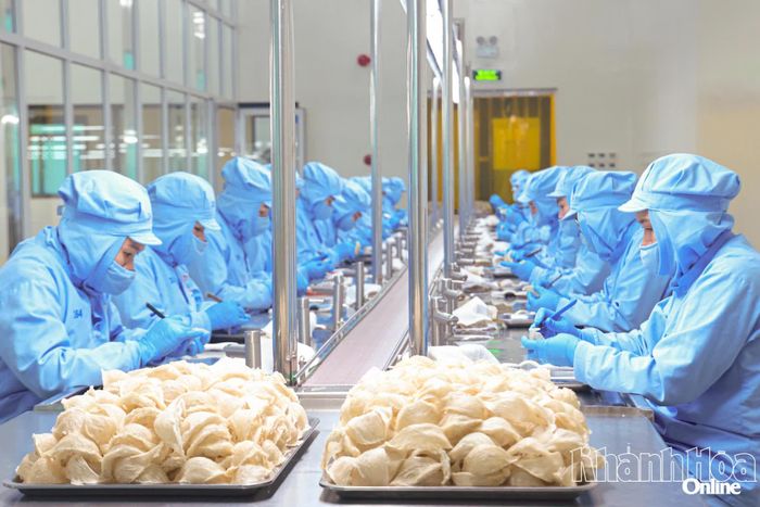 Tinh chế tổ yến tại Công ty Cổ phần Nước giải khát Yến sào Khánh Hòa.