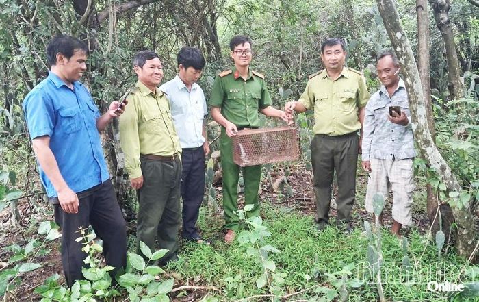 Lực lượng chức năng tiến hành thả cá thể trăn gấm về môi trường tự nhiên.