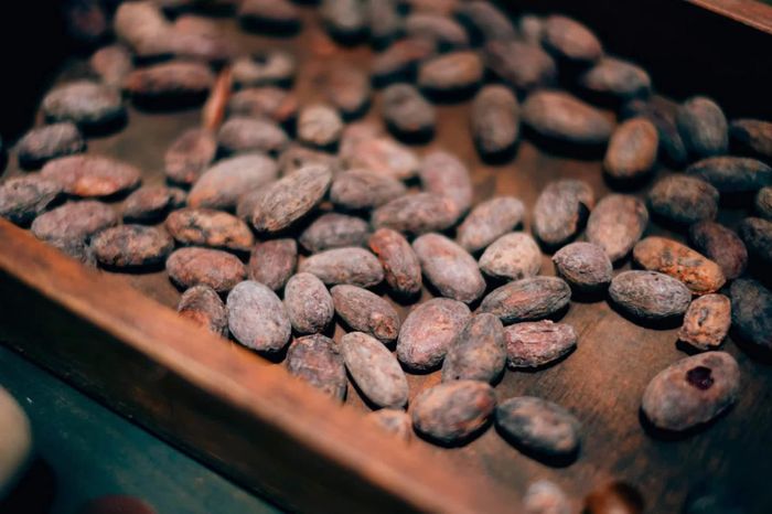 Hạt cacao sau khi rang.