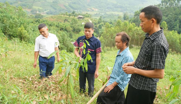Cán bộ thôn Suối Bu thăm đồi quế của anh Vàng A Tủa.