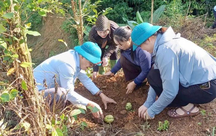 Mặt trận Tổ quốc xã Cát Thịnh đã hỗ trợ giống cây trồng, đồng thời trực tiếp hướng dẫn 11 hộ tại thôn Làng Ca, kỹ thuật trồng và chăm sóc su su, trong tháng 9/2026.