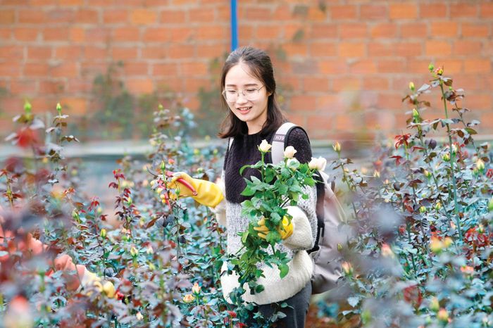 Du khách trải nghiệm trực tiếp cắt cành, cắm hoa