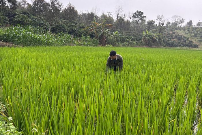 Ruộng lúa nước dưới chân rẫy đang trong giai đoạn làm đòng; dù diện tích nhỏ, gia đình anh Đặng Quang Phúc vẫn canh tác 2 vụ mỗi năm, bảo đảm chủ động nguồn lương thực
