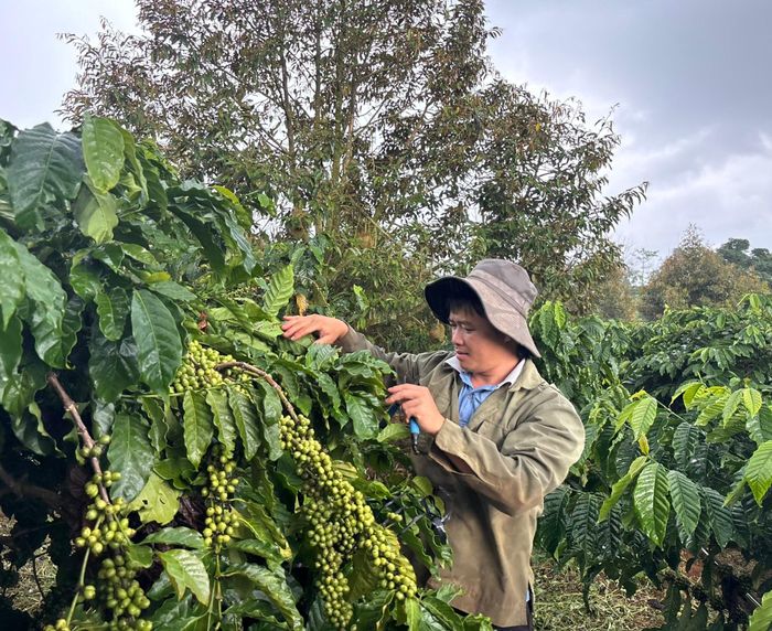 Vườn cà phê của anh Đặng Quang Phúc trong giai đoạn dưỡng quả