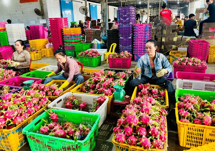 Sơ chế thanh long xuất khẩu tại Lâm Đồng