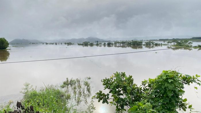 Mưa lũ làm hàng chục ha hoa màu của bà con khu vực Cát Tiên, chủ yếu là lúa bị ngập úng