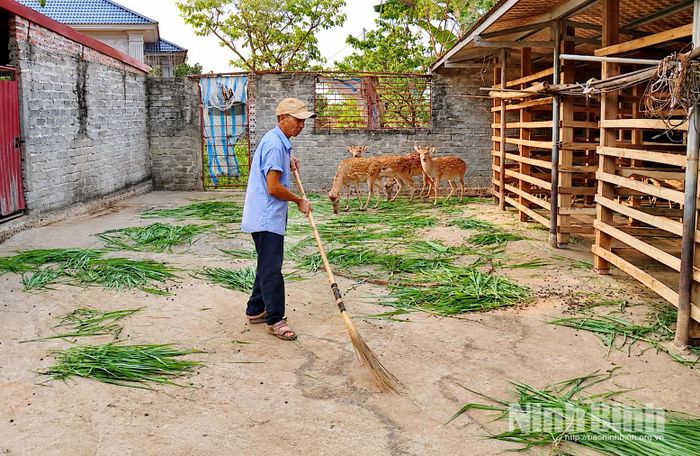 Nuôi hươu phù hợp với điều kiện tự nhiên và nguồn thức ăn tại chỗ, mang lại giá trị kinh tế cho người dân Phú Long.
