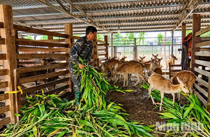 Tận dụng lợi thế địa hình đồi, rừng và nguồn thức ăn sẵn có, người dân xã Phú Long phát triển nuôi hươu lấy nhung, cung cấp con giống.