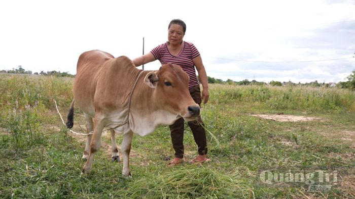 Chị Nguyễn Thị Mỹ Nhung với mô hình nuôi bò sinh sản - Ảnh: N.D