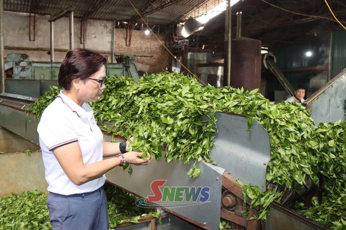 HTX kinh doanh và dịch vụ tổng hợp Bình Thuận, xã Bình Thuận, kiểm tra nguyên liệu chè.