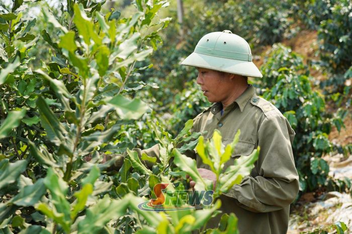 Mô hình trồng mắc ca của nhân dân xã Mường Bám.
