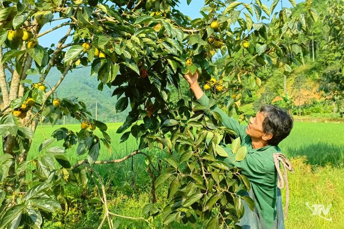 Ông Hoàng Văn Phong (thôn Tân Phong 2, xã Quảng Bạch) thu hoạch hồng không hạt.