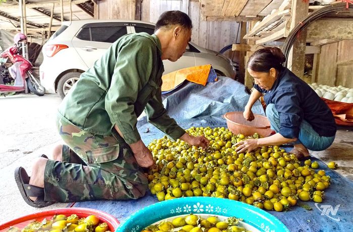 Tính bình quân, hồng không hạt mang lại nguồn thu từ 6-8 tỷ đồng mỗi năm cho người dân trên địa bàn xã, giá trị thu nhập cao gấp 4-5 lần so với canh tác lúa và ngô.