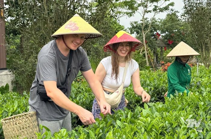 Tham gia thu hái chè - một trải nghiệm mang lại phấn khích cho du khách đến vùng chè Thái Nguyên.