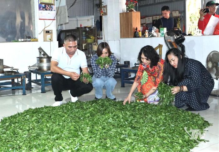 Chè sau thu hái được bảo quản cẩn thận, đảm bảo chất lượng khi sao sấy.