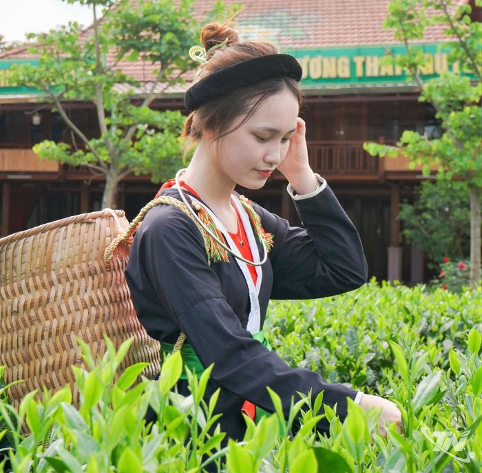 Nhiều vườn chè đẹp trở thành điểm đến được quảng bá rộng rãi.