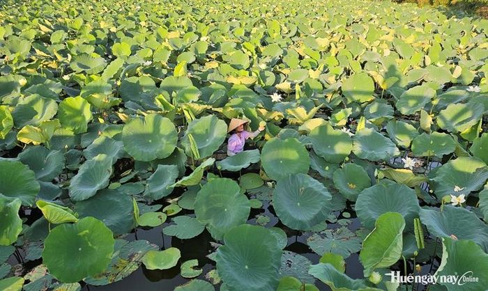 Giống sen trắng được triển khai trồng ở hồ Tịnh Tâm sau thời gian nghiên cứu phục hồi 