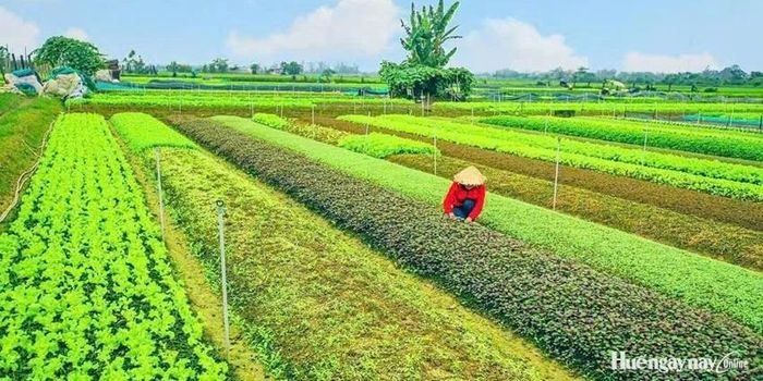 Người dân phường Hóa Châu chăm sóc rau màu phục vụ sản xuất nông nghiệp.