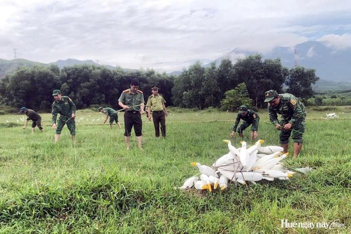 Tiêu hủy cò giả dùng để bẫy chim, cò.