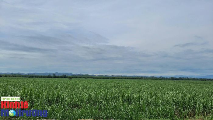 Mở rộng diện tích lên 25.700 ha, ứng dụng công nghệ cao/VietGAP trên khoảng 10.000 ha. Ảnh: Nguyễn Công