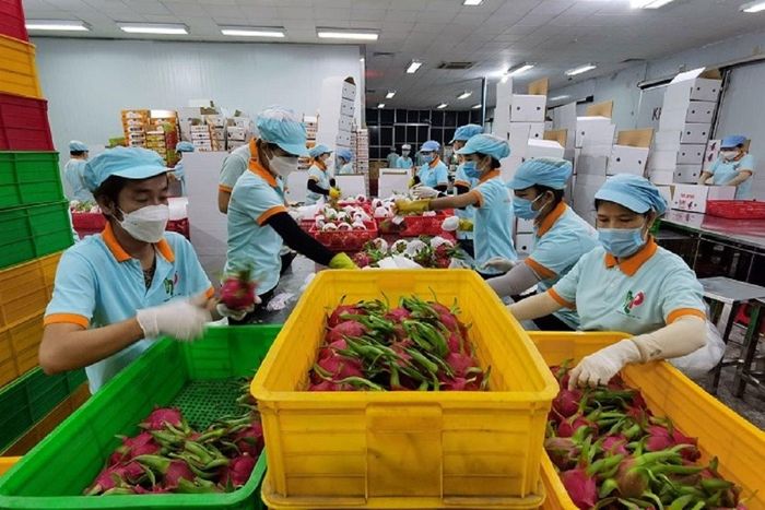 Việc rà soát sớm yêu cầu kỹ thuật sẽ giúp doanh nghiệp  xuất khẩu  hạn chế nguy cơ bị động khi quy định thay đổi.