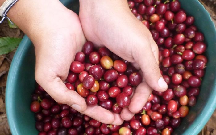 Giá cà phê Tây Nguyên tăng 1.000 đồng/kg.