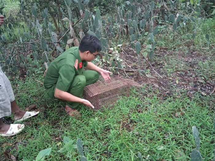 Cán bộ Công an xã Vĩnh Hải trực tiếp mở lồng sắt để cá thể trăn gấm trở về môi trường tự nhiên.