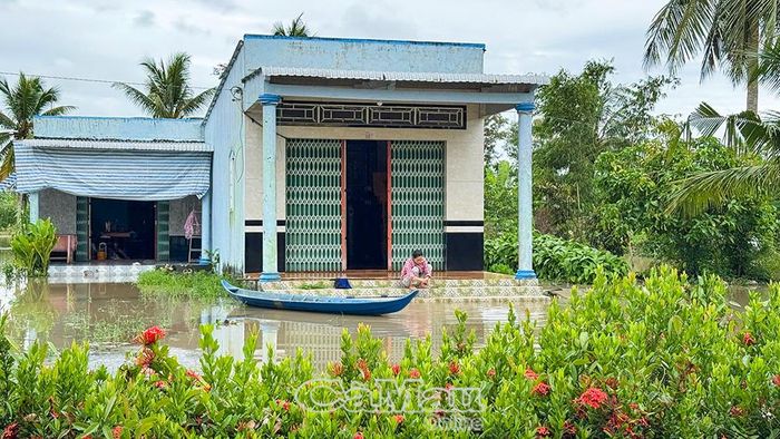 Ngập úng diện rộng không chỉ ảnh hưởng sản xuất lúa mà còn gây khó khăn cho sinh hoạt; nhiều khu vực người dân phải dùng xuồng di chuyển.